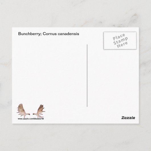 Bunchberry met bessen briefkaart (Achterkant)