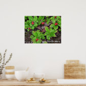 Bunchberry met bessen poster (Keuken)