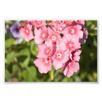 Bunches en Bunches Foto Afdruk