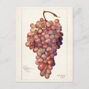 bundel rode druiven voor het schilderen van fruit briefkaart