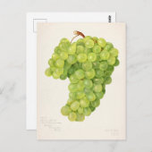 bundel van groendruiven voor het schilderen van f briefkaart (Voorkant / Achterkant)