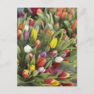 Bunken van kleurrijke tulpen briefkaart