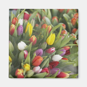 Bunken van kleurrijke tulpen magneet