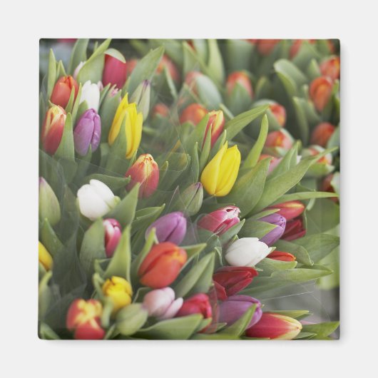 Bunken van kleurrijke tulpen magneet (Voorkant)