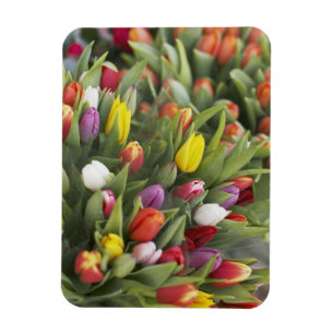 Bunken van kleurrijke tulpen magneet