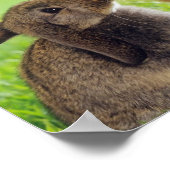 Bunnies Poster (Hoek)