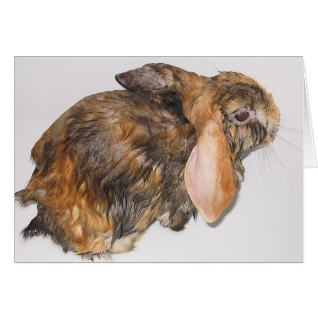 Bunny Bathtime (Voorkant Horizontaal)