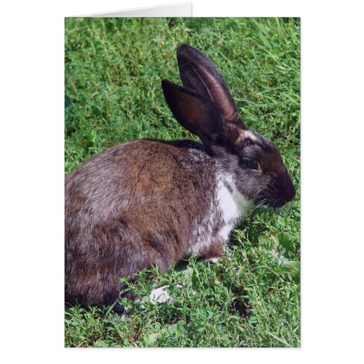 Bunny Blank à l'intérieur (Devant)
