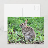 Bunny Briefkaart (Voorkant / Achterkant)