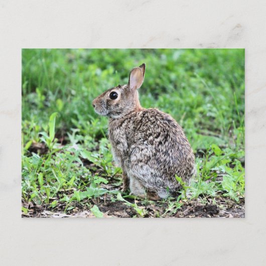 Bunny Briefkaart (Voorkant)