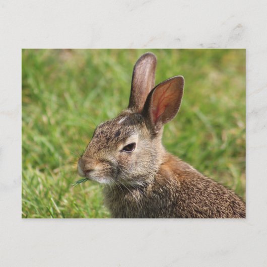 Bunny briefkaart (Voorkant)
