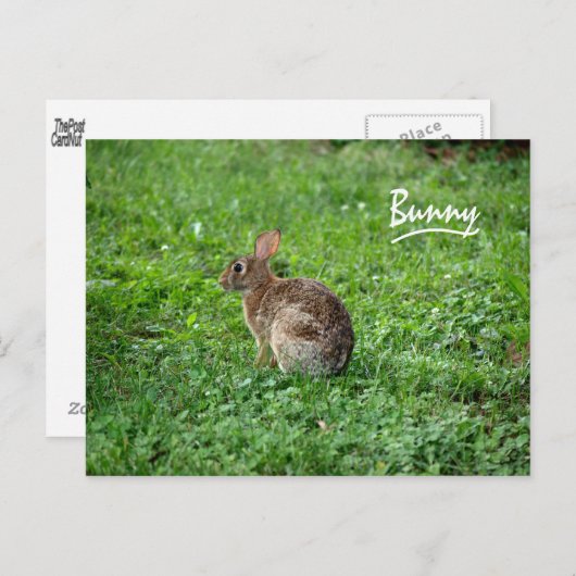 Bunny Briefkaart (Voorkant / Achterkant)
