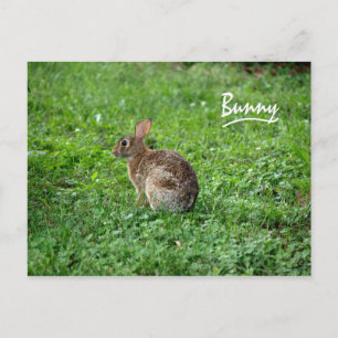 Bunny Briefkaart