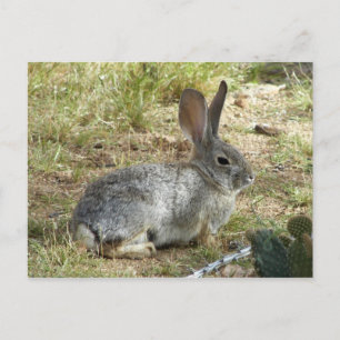 Bunny Briefkaart