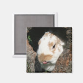 Bunny humbug magnet magneet (Voorkant / Achterkant)