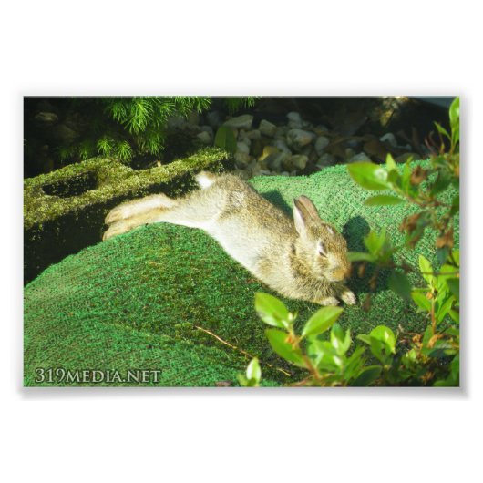 Bunny in Repose Foto Afdruk (Voorkant)