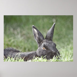 Bunny In The Grass kunstwerk Poster