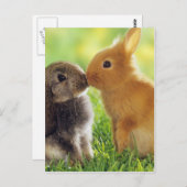Bunny Kiss Briefkaart (Voorkant / Achterkant)