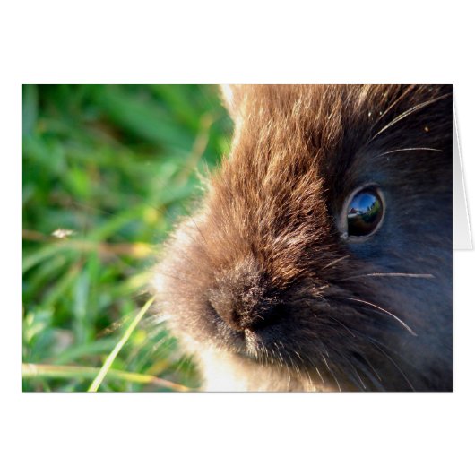 Bunny Lionhead (Devant horizontal)