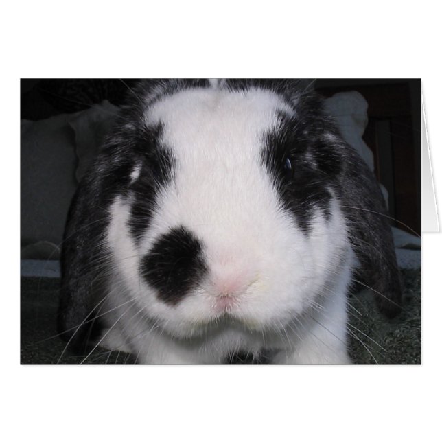 Bunny Love (Voorkant Horizontaal)