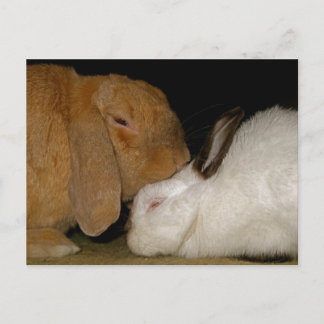 bunny love briefkaart