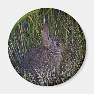 Bunny Magnet