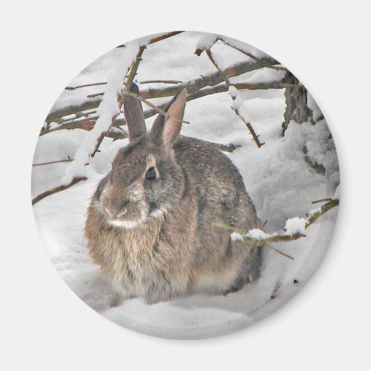 Bunny Magnet Magneet (Voorkant)