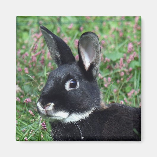 Bunny magnet magneet (Voorkant)