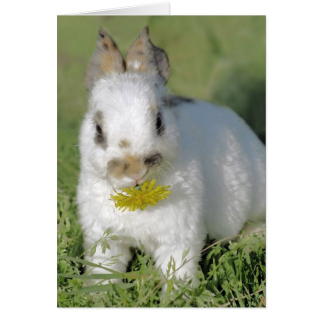 Bunny met ventilator (Voorkant)