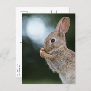 Bunny Natuur Foto Briefkaart