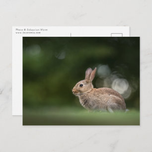 Bunny Natuur Foto Briefkaart