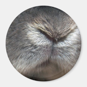 Bunny-neus Magneet