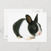 Bunny Rabbit Black en White Briefkaart (Voorkant / Achterkant)