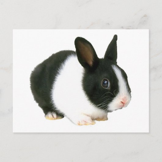 Bunny Rabbit Black en White Briefkaart (Voorkant)