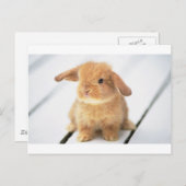 Bunny Rabbit Briefkaart (Voorkant / Achterkant)