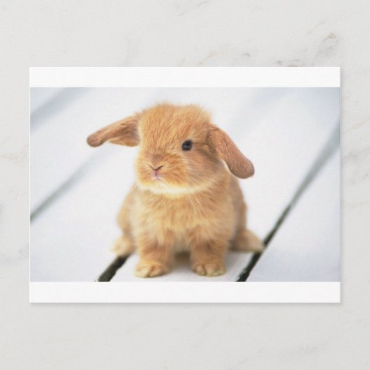 Bunny Rabbit Briefkaart (Voorkant)