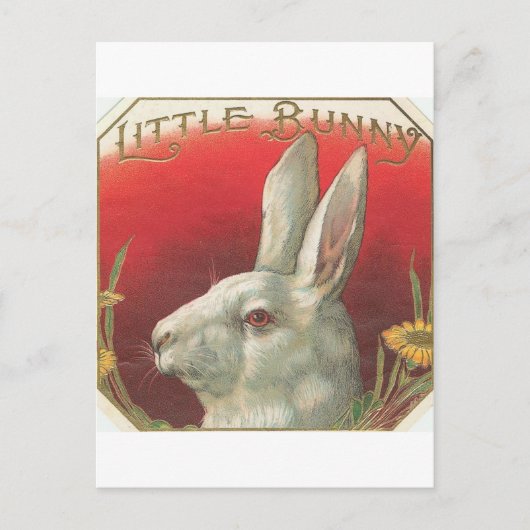  Bunny Rabbit Briefkaart (Voorkant)