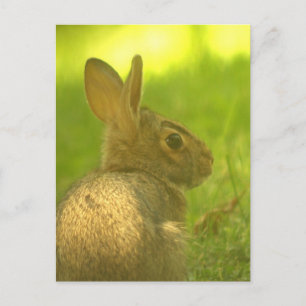 Bunny Rabbit Briefkaart