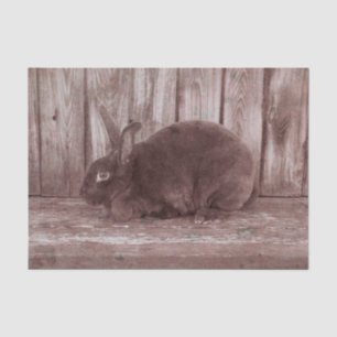 Bunny Rabbit  Brown Pasen Tissuepapier