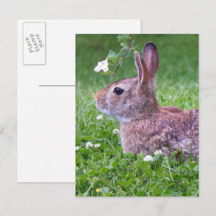 Bunny Rabbit in Grass Animal Photography Briefkaart