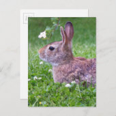 Bunny Rabbit in Grass Spring Animal Photography Briefkaart (Voorkant / Achterkant)