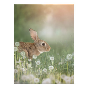 Bunny Rabbit in Zitting in Dandelion Field Girls R Foto Afdruk