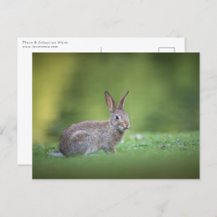 Bunny Rabbit Natuur Foto Briefkaart