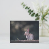 Bunny Rabbit Natuur Foto Briefkaart (Staand voorkant)