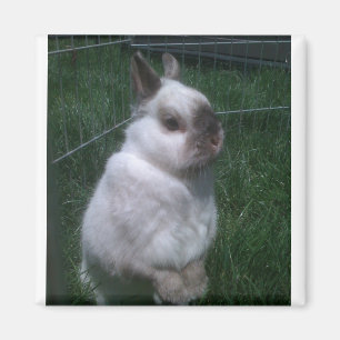 Bunny Rabbit Square Magnet Magneet