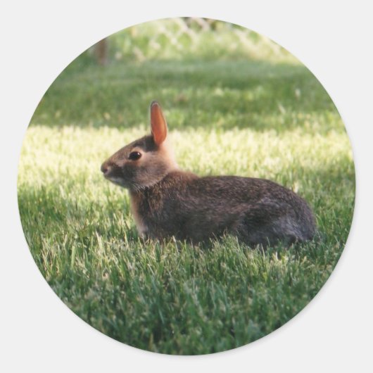 Bunny Rabbit Stickers (Voorkant)