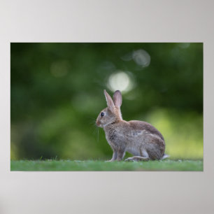 Bunny Rabbit Wildlife Foto Poster