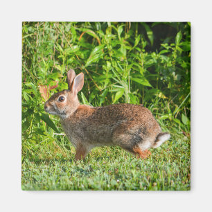 Bunny Rabbit Wildlife Green Natuur Square Magnet Magneet