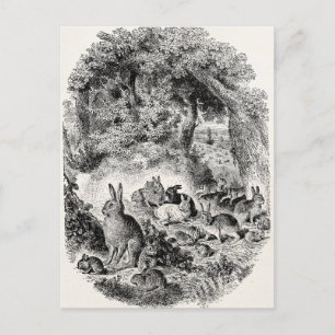  Bunny Rabbits 1800s Bunnies Rabbit Briefkaart