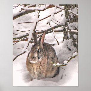 Bunny Seeking Shelter Poster